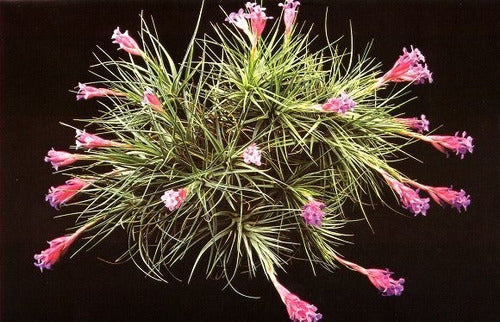 Verde Es Vida Thillandsia Tenuifolia Clavel Del Aire Epifita Esqueje Bulbo 0