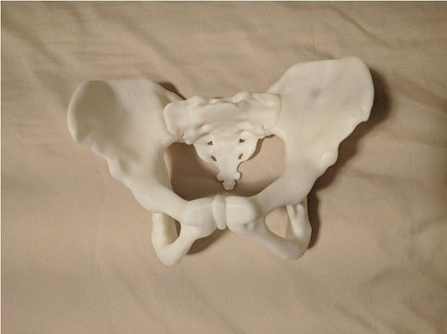 JMC 3D Female Pelvis Model 0