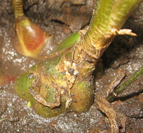 Paleta De Pintor(planta De Bulbo)drimiopsis Maculata 1