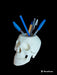 Superior Quality 3D Anatomical Skull Pencil Holder Gift 4