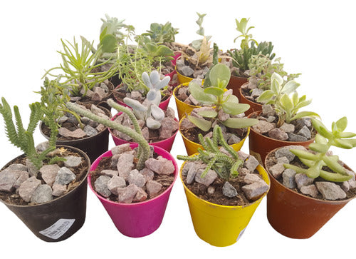 Crasas Y Cactus En Maceta Plástica De 6. Pack De 40 Unidades 0