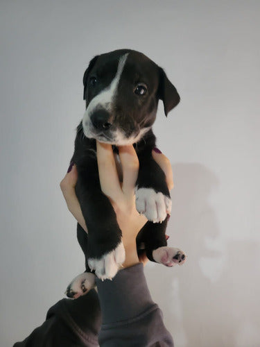 Cachorras Hembras Gran Danés Boston - No Somos Criadero 1