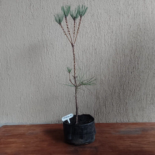 Prebonsai Pino Negro Japonés Thumbergii En 4 Lts 6 Años 1