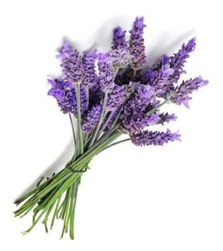 200 Lavender Vera Scented Seeds - Lavandula Vera 0