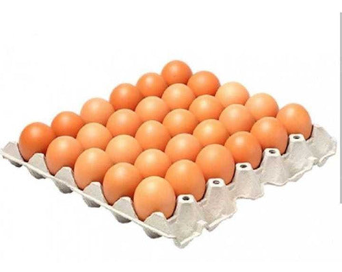 30 Large Colorful Eggs 1 Maple Free Shipping to Caba 0