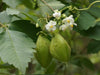 Globito Cipó Cardiospermum Grandiflorum Trepadora Nativa 2