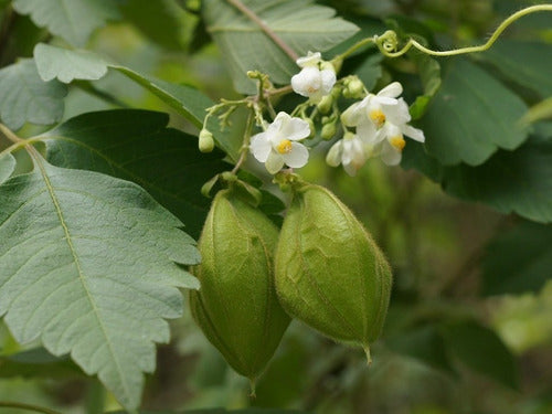 Globito Cipó Cardiospermum Grandiflorum Trepadora Nativa 2