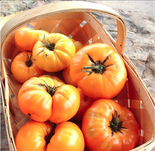 Semillas Tomate Pilcer Vesy 100% Orgánicas No Transgénicas 2