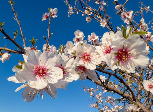 Vivero ArandanosdelSol Arbol De Almendra - Almendro 2 Metros 1