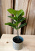 HYF Artificial Ficus Plant High Interior with Pot 74 cm 0