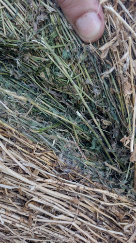 Premium Alfalfa Rolls - 1st Cut with Abundant Leaves 0