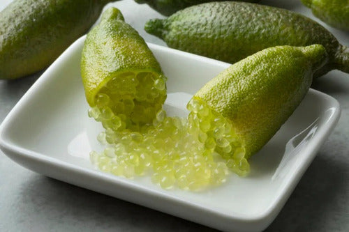 La Huertina Garden: Citrus Caviar Plant - Finger Lime - Grafted 3