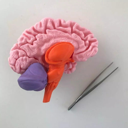 Neuro Combo - 3D Printed Anatomy - Available Stock 1