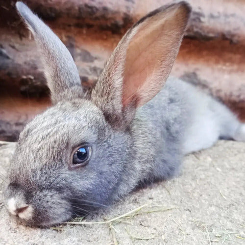 Mascotitas Flemish Giant, Californianos, and Neo Rabbits 6