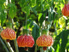 Farolito Japonés, Abutilón Pictum, Arbusto Muy Florífero 4