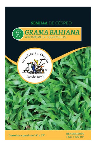 Grama Bahiana 250gr Brasilera Semillas Importado 0