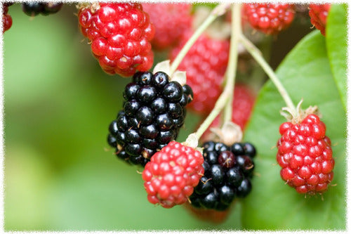 Vivero 1 Loganberry 1 Boissenberry 1 Tupy 0