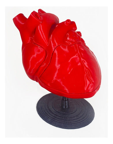 Mundo Med Corazón Anatomia 3D Con Imanes 1