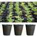 Maceta Pack 100 Disposable Plant Pots for Bushes and Trees 2 L 3