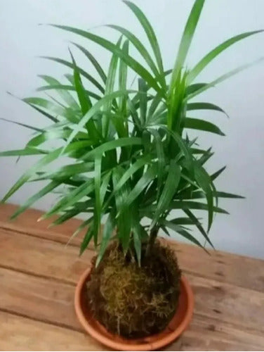 Kokedama Plant Decoration 1