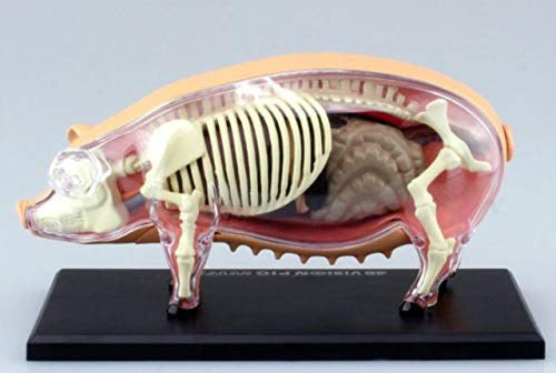 Tedco 4D 26102 Pig Anatomy Model - One Color 1