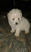 Caniche Mini Toy 50dias 4