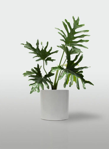 Planta Philodendron Misionero/wambe+ Maceta Premium Grande 0