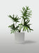 Planta Philodendron Misionero/wambe+ Maceta Premium Grande 0