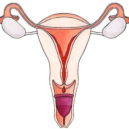 MeLuna Menstrual Cups 4