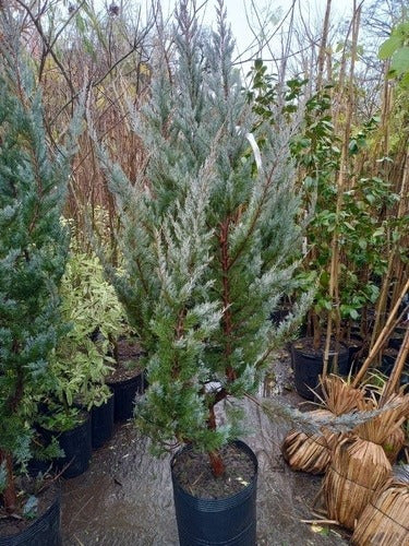 Blue Arrow Juniper, Juniperus Scopulorum Blue, 20 Liters 3