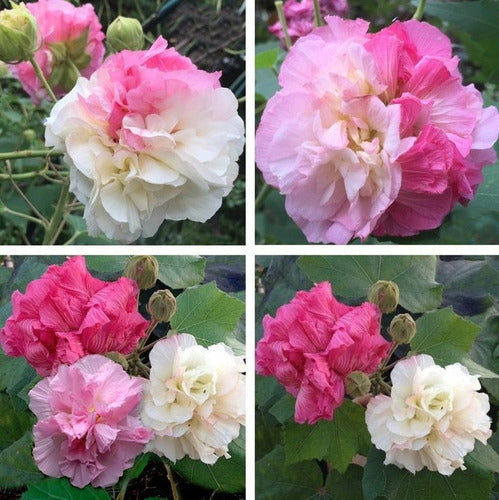 Rosa De Jerico / Hibiscus Mutabilis. Bellísima Floración. 1