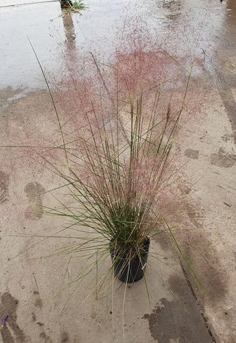 Muhlenbergia Capillaris Pink Flowering Grass Plant 4