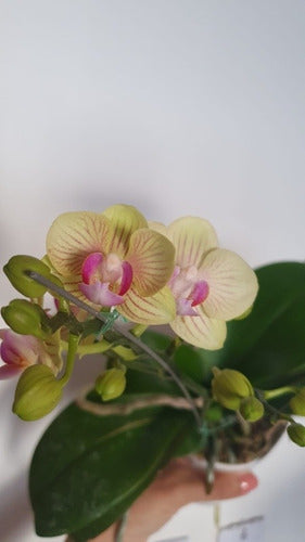 Orquideas Phalaenopsis Baby En Maceta De Vidrio 7