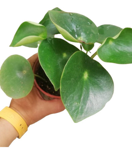 Ohana Arte Natural Pilea Peperomia Raindrop Gotita De Lluvia 0