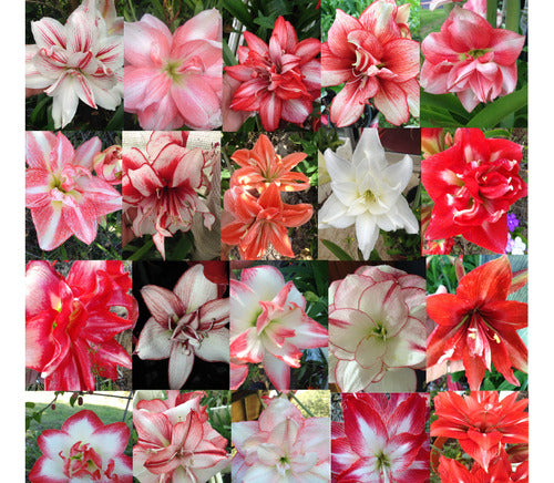 Regalos Vivos Bulbos De Amaryllis Mezcla De Colores Tam Grande X 4 Bulbos 1