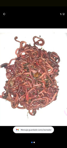 Red Californian Worms X 300 1