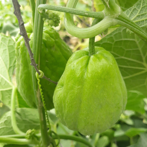 Mi Bosque de Alimentos Papa Del Aire, Yuyu Chuchu Chayote Tayota Agroecológico 1 U 2