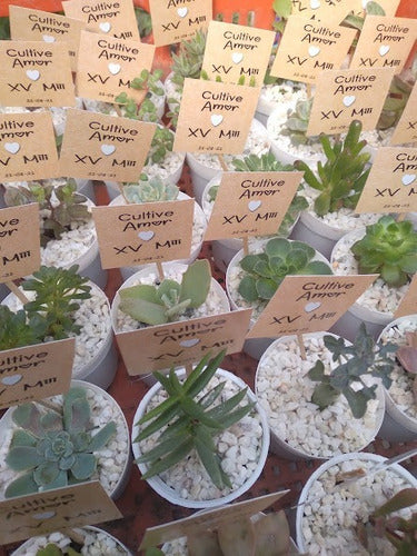 10 Succulents Souvenirs N° 6 Customized 4