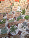 10 Succulents Souvenirs N° 6 Customized 4