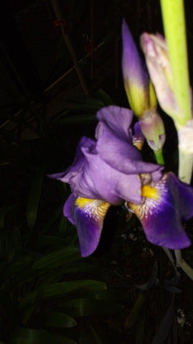 Iris Germánica/ Lirio De Barbados. Caba/ Envíos 2