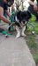 Veterinary Orthopedic Dog Walkers for Dogs Up to 6 Kilos 7