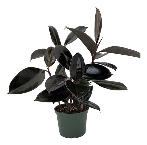 Gomero Negro ! ( Ficus Elàstica) 0