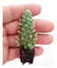 Suculentas Cactus Pack Enraizado X100 Unid. Envios Isiflor 2