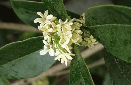 Olea Fragans, Flores Blancas Fragancia Exquisita! 4