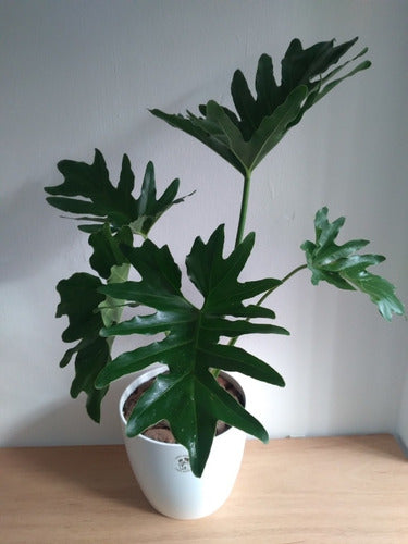 Planta Philodendron Misionero/wambe+ Maceta Premium Grande 1