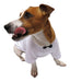 MG Dog T-Shirt - Galas 0