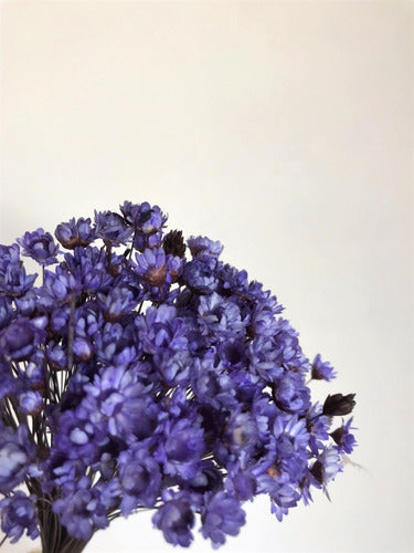 Preserved Natural Mini Diamantina Dry Flower Bouquet 2