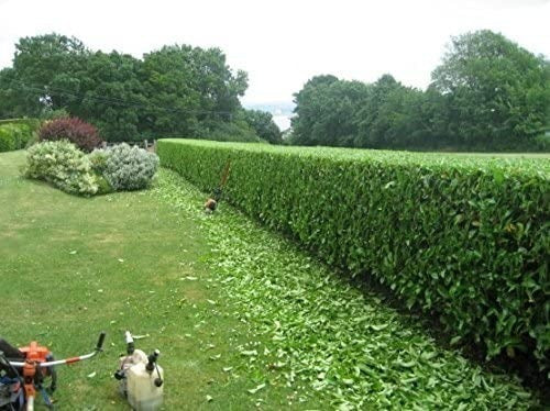 TROPICA Laurentinos (Viburnum Tinus) Ideal For Live Hedges 2