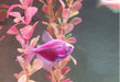 Assorted Pink Monkfish Offer from Aquatic World 3