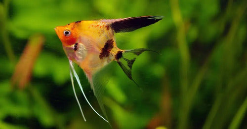 Acuario Xipho!!! Tropical Fish for Community Tanks 2